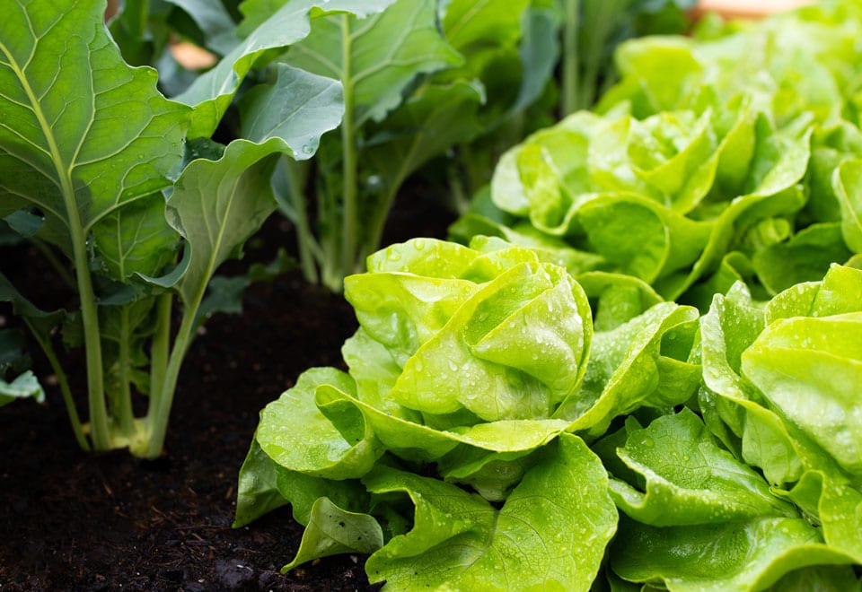 Lettuce is great for small space gardens