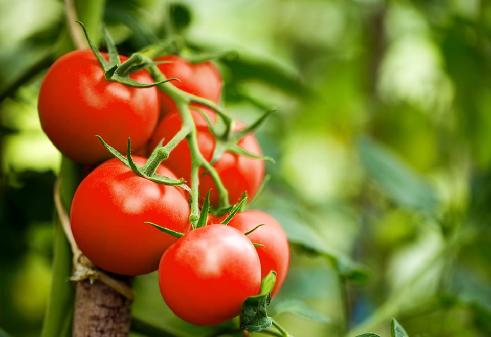 Tomatoes are good vegies to grow in small space