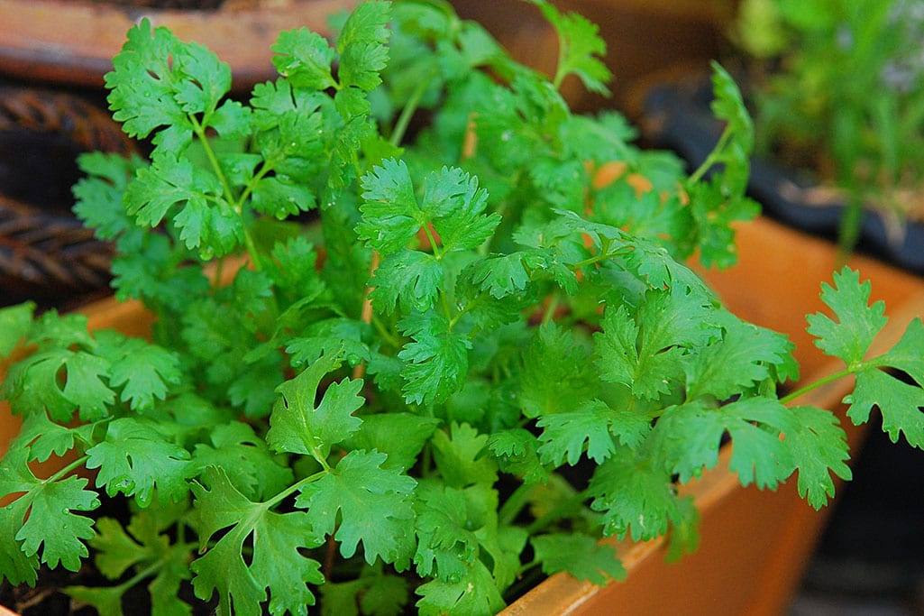Fresh leaves coriander (also known as cilantro or Chinese parsley) plant in the pot with water drops used in vertical garden