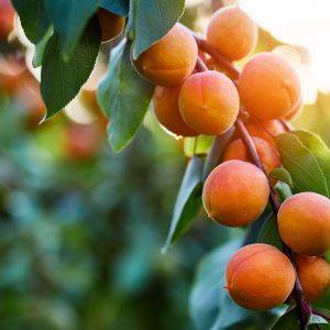 Aussie Apricots in sunlight