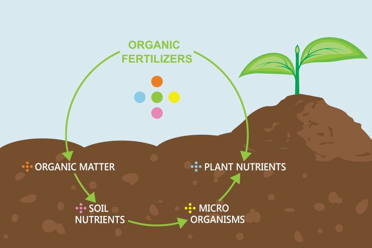A diagram of how organic fertiliser work in the soil