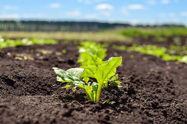 Little seedling in healthy soil