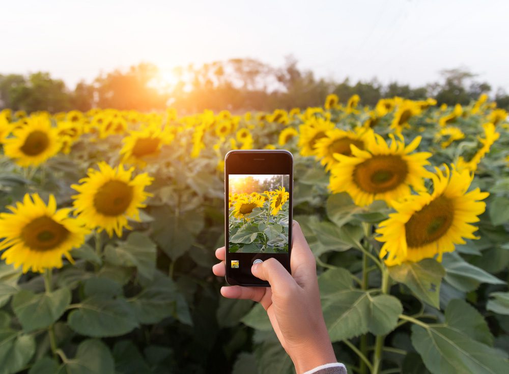 Magical photo of a field of sunflowers and a person capturing the scene of their smartphone.