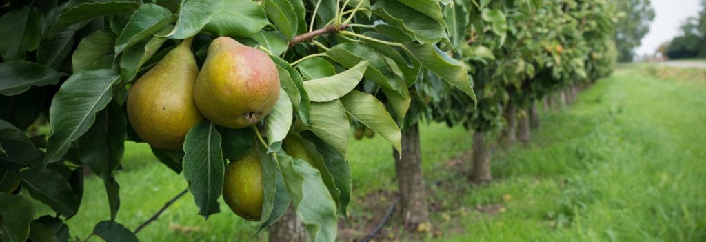 Paracombe Premium Perry Tour - a photo of a pear orchard