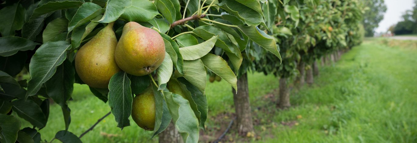 Paracombe Premium Perry Tour - a photo of a pear orchard