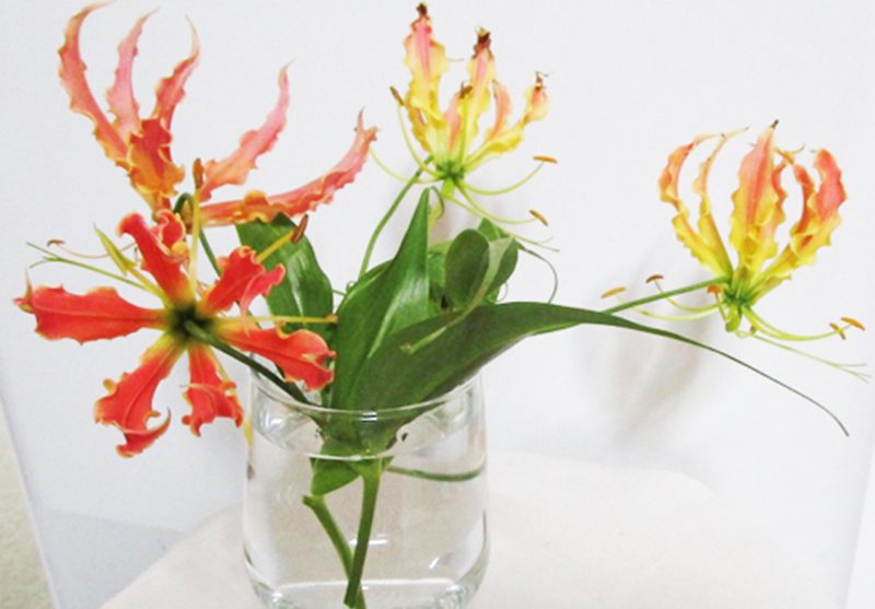 Flame lily arrangement by Helena Stretton