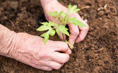 Foundation-garden Foundation-garden