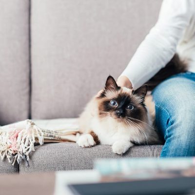 smal pet welcome_web smal pet welcome_web